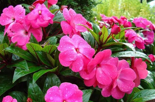  『凤仙花』凤仙花总是不开花？做好这几点，让花朵开满枝头！