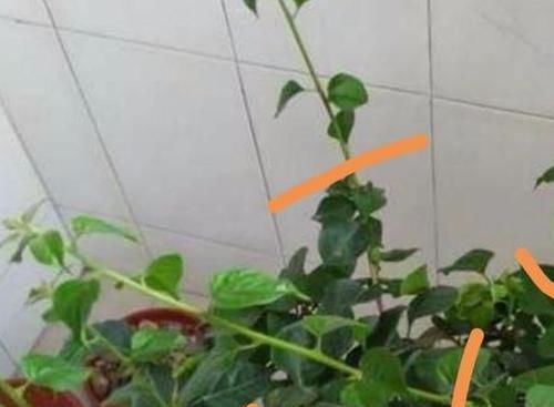  【随便】三角梅花期这么做，随便掐一掐，剪一剪，形体美，开花多