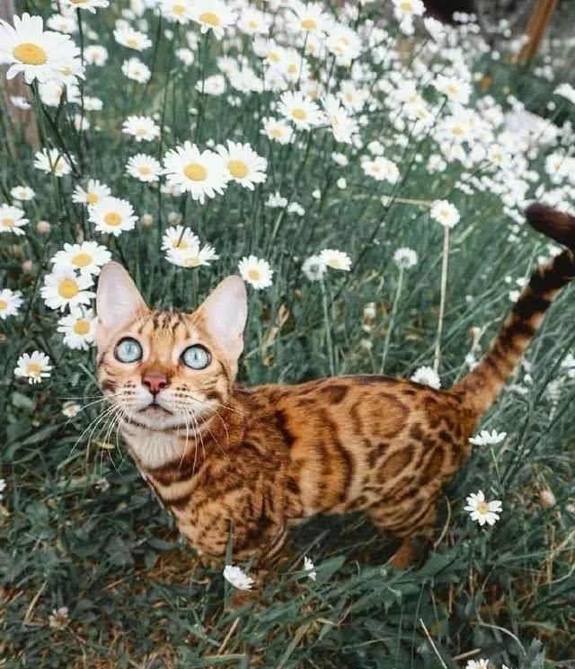 这只猫很喜欢旅游，每次跟着主人旅行都会很兴奋，沉浸在大自然中