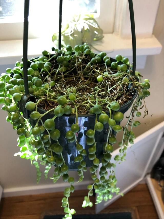  盆土：吊盆养的珍珠吊兰快要挂了，叶子发黄，枝条干枯，要怎么挽救？