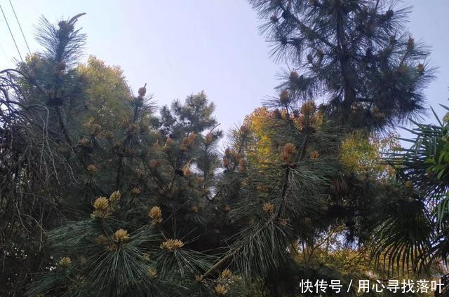 【春风】花开花落弹指间,唯有春风年复年!