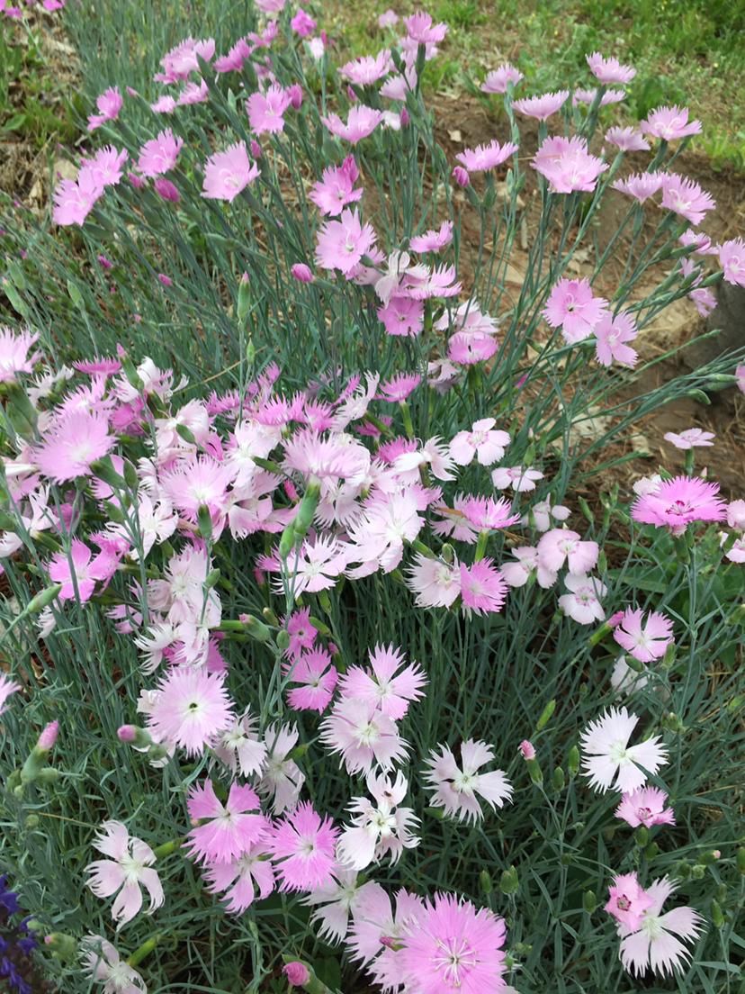 「石竹花」有院子一定要养石竹,皮实好养,来回踩都不死,夏天开出花海