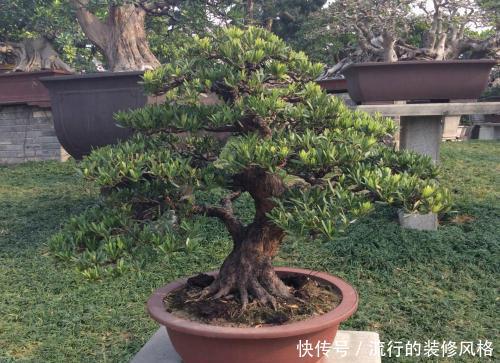「生长出来」3种价值高的盆景树,养在家里寓意好,多养几年能升值