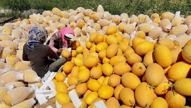  赚钱：产地5毛一斤，一车运费28000元，到城里卖2元一斤，贩子赚