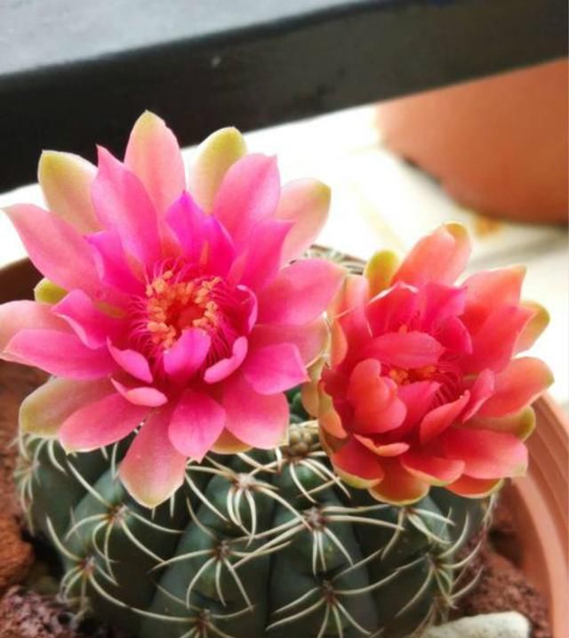 「仙人球」怎么仙人球开花跟昙花一样的?