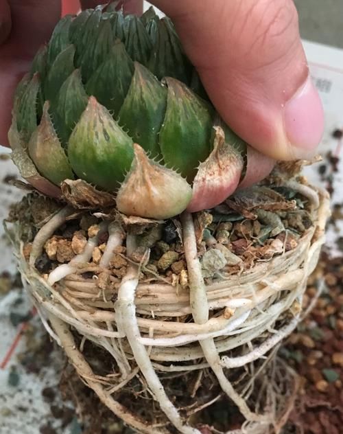  [分盆]多肉玉露只长萝卜根就是不长叶？和吊兰一样断根分盆才会旺