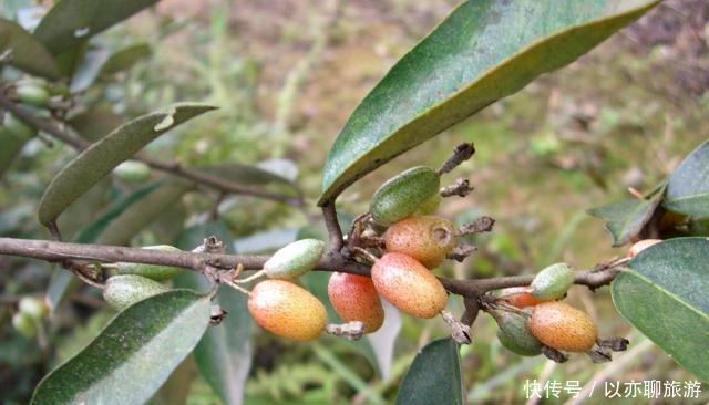  已成|人称“羊奶果”，小时候常常吃，如今城里盆栽做盆景，已成