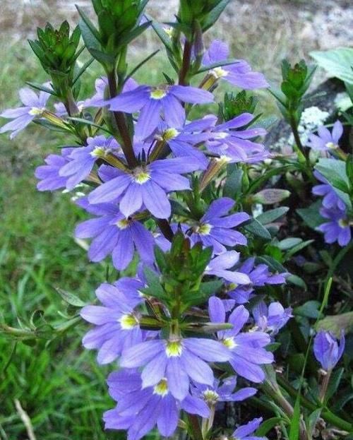  【阳光】新手植樱花草，害怕养不活？老花匠教你4种方法，开花好看又大朵