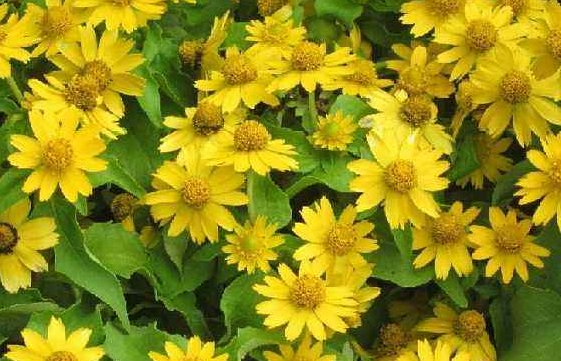  『高贵典雅』新手养花就养一盆“泉乡火花”，花姿优美，高贵典雅，适合盆栽养