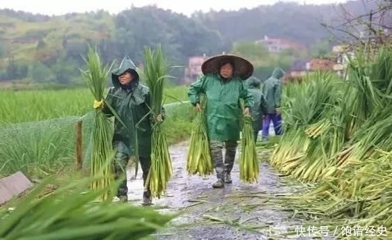 「不错」它是我国的特产蔬菜，亩产6000斤，批发价5元一斤，市场
