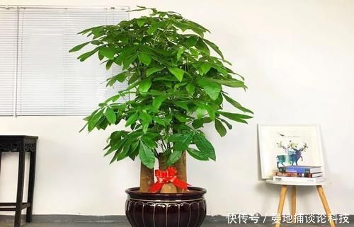 名字|客厅摆上6种花,不仅养人还旺财,一听名字就是吉祥花