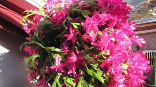  #蟹爪兰#此花号称“开花机器”，好养又漂亮，能观花能赏叶，让你的阳台成花海！