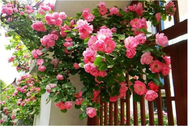  #提神醒脑#驱蚊 | 18种除虫香草，杀菌驱蚊虫，叶子还能炒菜吃