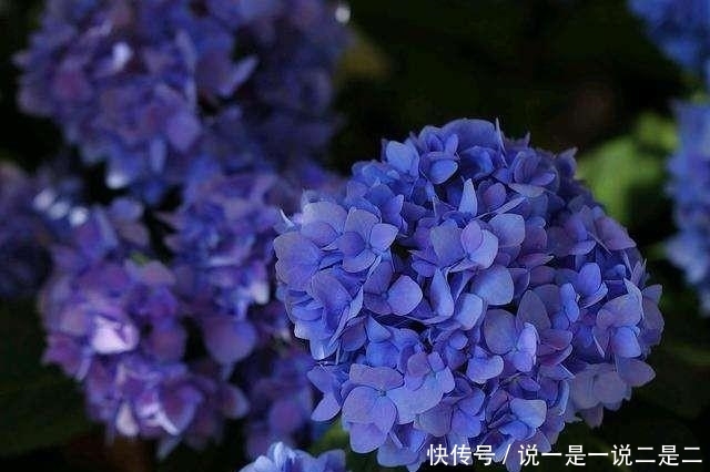  「时间」绣球花枝条耷拉没精神，该怎么处理？