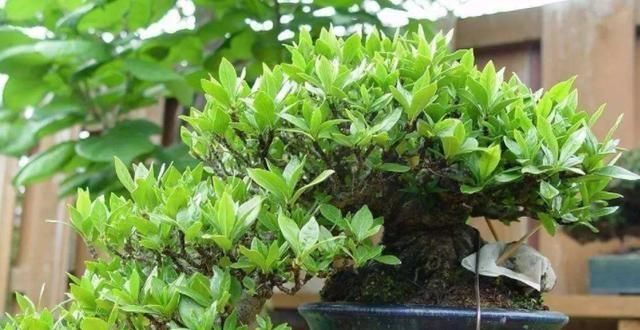  「栀子花」栀子花开，最美的回忆，养好栀子盆栽，这几点尤其要注意