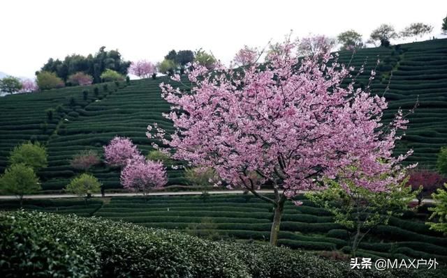 国内最美的10处赏樱地， 70万株樱花树烂漫惹人醉