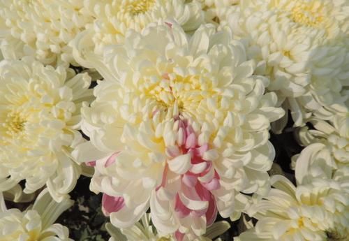  『光叶子花』喜欢菊花，不如养盆“精品名菊”二乔，似两只鸳鸯，恩爱不分离
