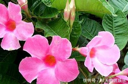 『适合』这三种花最适合放在阳台上养了,好看又好活,轻松开出大花帘