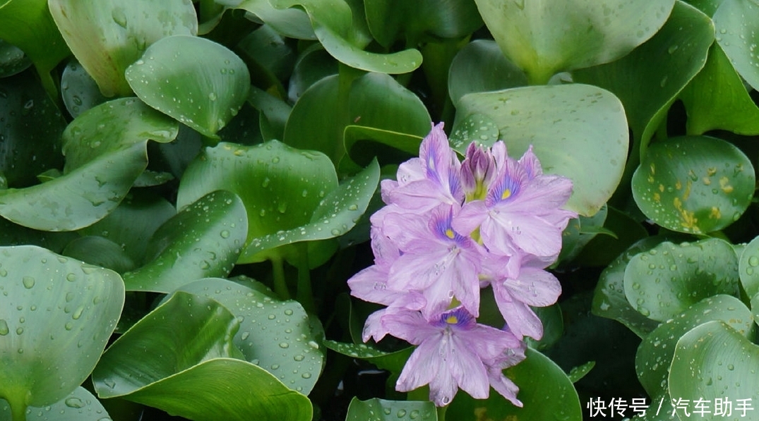 在中国“待”了十几年的水葫芦，如今去哪了？看完佩服国人的智慧