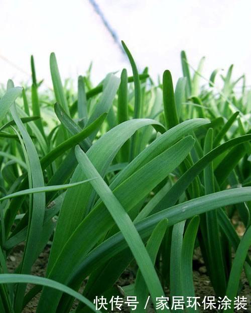 【旺盛】3月4月种“盆栽韭菜”,掌握2个技巧,生长旺盛,采收好多茬