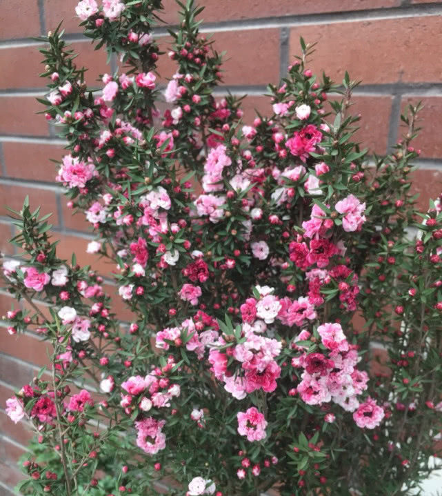  「值得」新型花卉一树能开多色花，花期长达半年，值得收入你家“小花园”！
