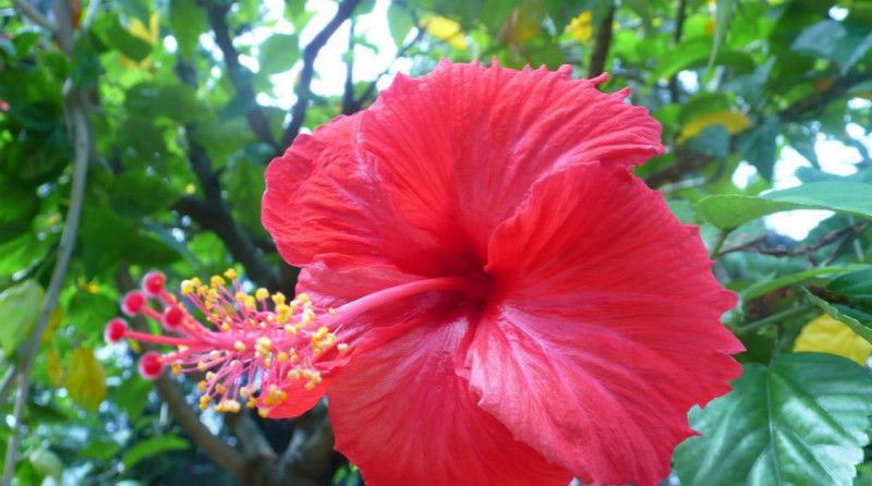 爱美:这4种花名字和花一样美,还容易度夏,爱美的就别错过!