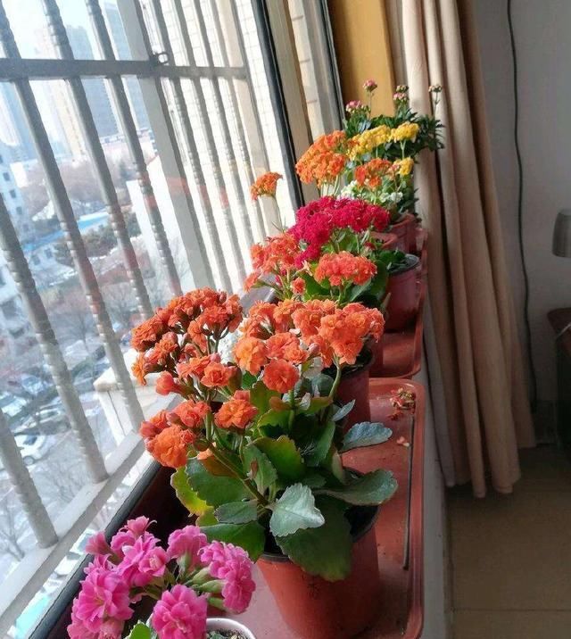  必知：养花必知的5个“窍门”，简单实用，长得茂盛不怕烂根！