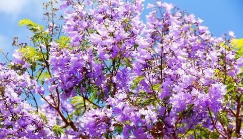 『玉兰花』在门前种这“5种树”,春夏季花开满枝,路人、邻居看了都羡慕