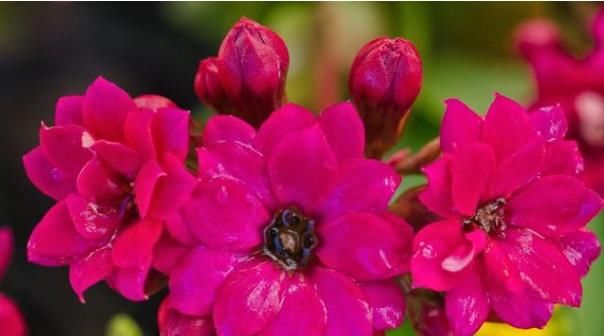  「小量」此花魅力十足，花比硬币小量达三百朵，爱的人越来越多，寓意特好