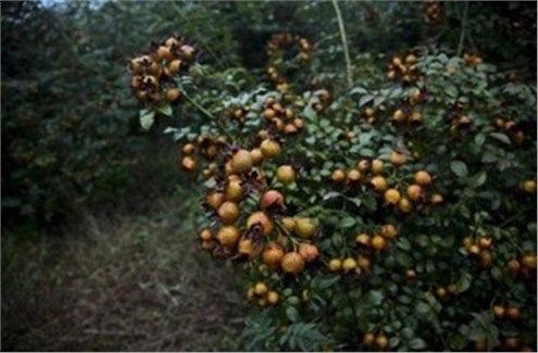 农民种植带刺的“它”，亩收60000元，以前却无人问津