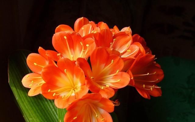  [君子兰]3种花,一开就爆盆,花期长达半年,盆盆好养,光浇水就行