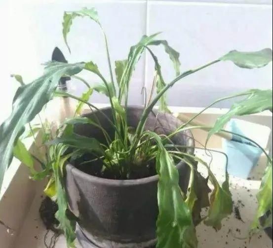  「烂根」天热了，8种花不能乱浇水，小心浇完就死