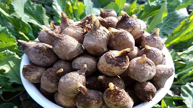  #嘴麻#玉米地里成片长，和红薯很像，小孩偷吃嘴麻了，老农民都