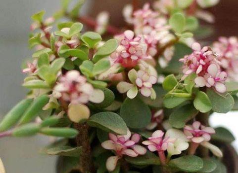  生长环境■喜欢养护花卉，就在家养护开花量大、花期长，容易爆盆的5种花卉