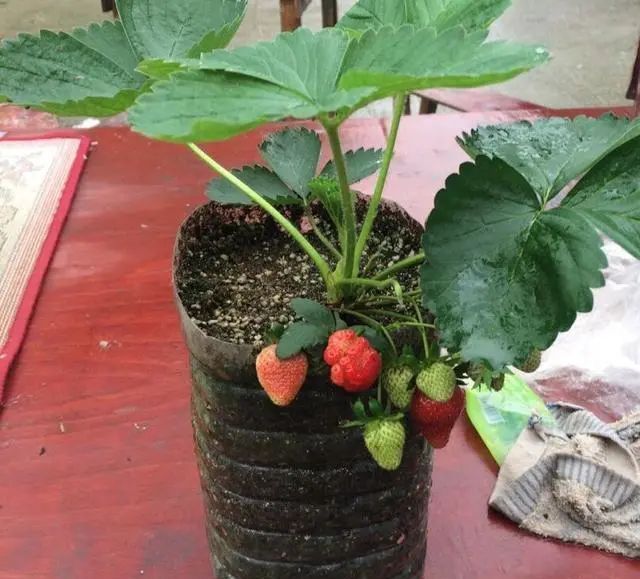  「来种菜」阳台种菜种密了,一个小窍门就能解决,还能多收获二十盆菜
