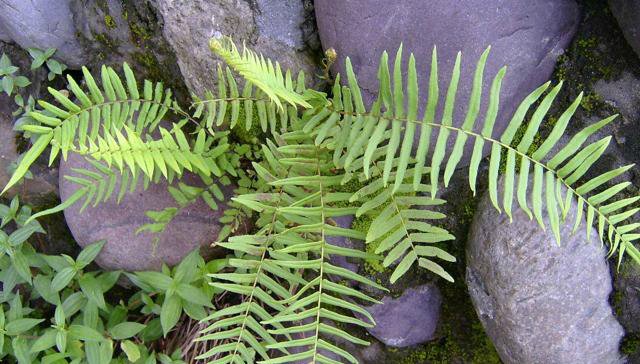  除掉：生于“石缝”，常被农民除掉，殊不知价值珍贵，36元一斤