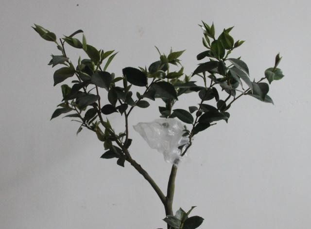  【适合】一种简单的茶花扦插方法，管理简单，生根快，适合家中操作