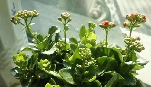 『养分』长寿花花谢后怎么养?做好这“3点”,很快就能“二次开花”