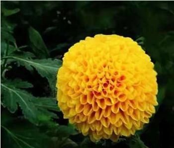  【优美】百菊争艳，来盆菊中极品艳球王，宛如金玉绣球，花姿优美可爱喜人