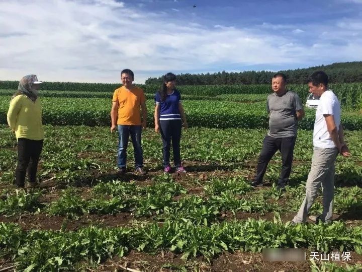  「亩产值」一种野菜曾经无人问津，如今20块钱1斤，亩产值可达10万元