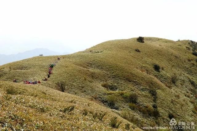 【马村贡米】走进青川县建峰镇