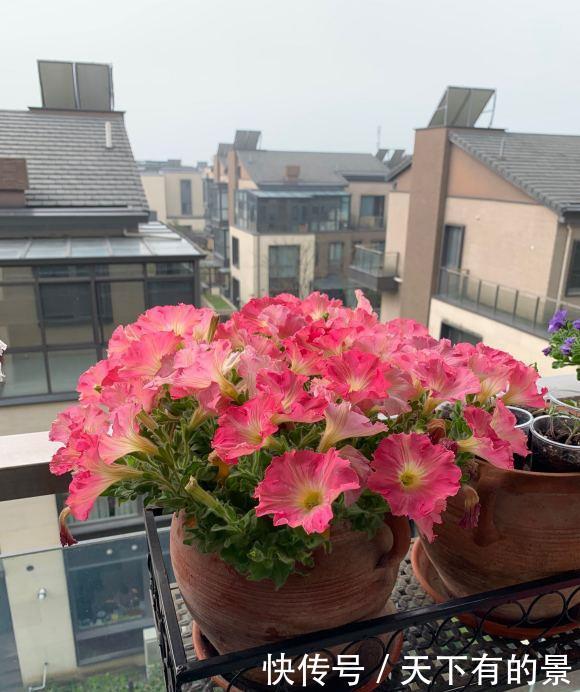  「花芽」矮牵牛进入“分化期”，盆里撒点肥，花芽蹿一蹿，花期开的久