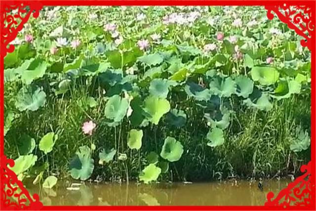  『果园里』在目前农村，有哪些种养结合的致富项目呢？推荐几个供参考