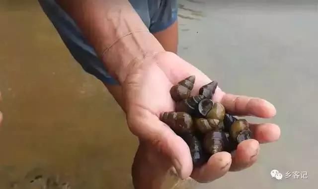 赶着大爷到江边摸螺，体验了一番渔民生活