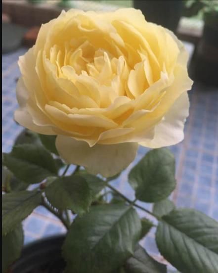  #黄鸡#爱上养花，不如养盆可爱的小黄鸡，花姿优美金光灿灿，好养爱爆盆