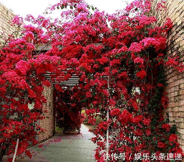  『新品种三角梅』院子不要乱养花，这种“最美”爬藤花种2棵，花开之际，美如诗画