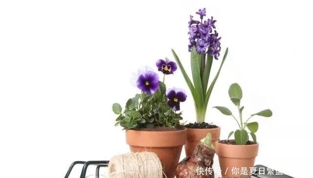 台长■不伤植物的移栽技巧, 3分钟轻松将植物移栽到你为它准备的窝