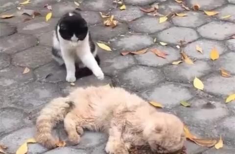  「奶牛」奶牛猫大叫向人求救，走近一看才知竟是为救将死的它，事后感动哭