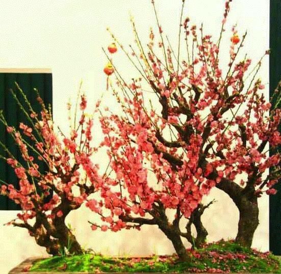  「牡丹」梅花和牡丹哪个更适合做国花？