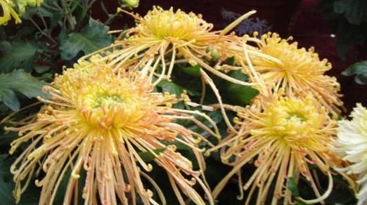 『美美』很多人喜欢菊花,不如养盆“鳞托菊”吧!观赏性极高,适合盆栽养